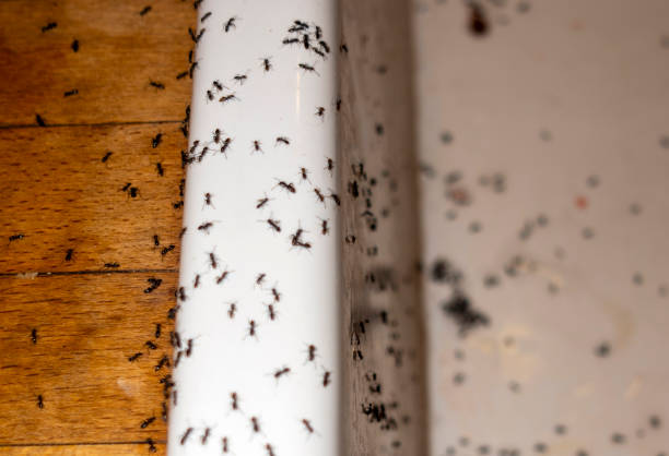 Best Residential Pest Control  in Bridgetown, MS